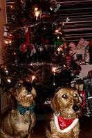 Taxarna nira och glock