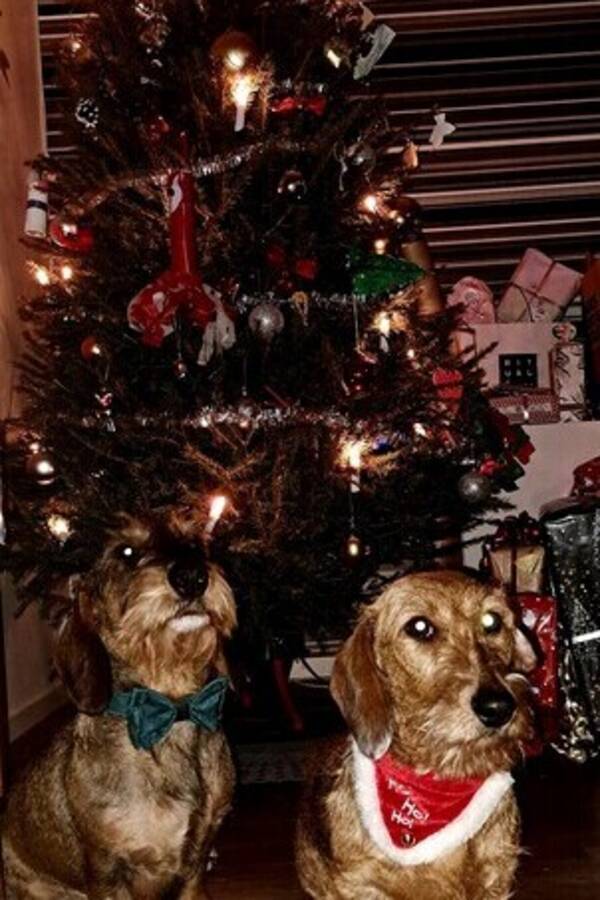 Hund - Taxarna nira och glock