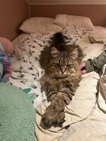 Siberiska katten Svante