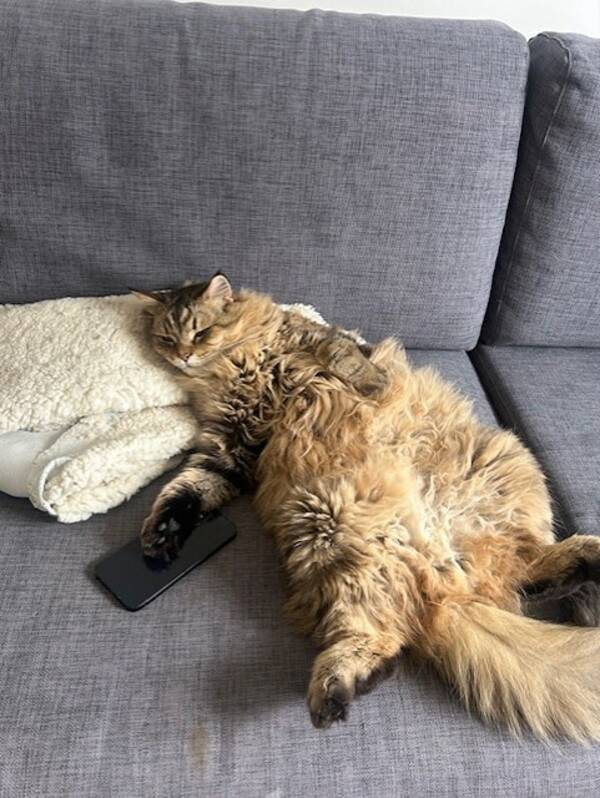 Katt - Siberiska katten Svante