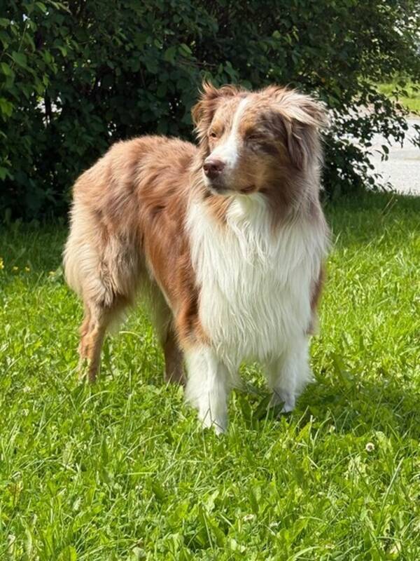 Hund - Ras: Australian Shepherd, Aussie