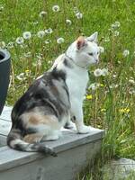 Blandras: bondkatt/huskatt