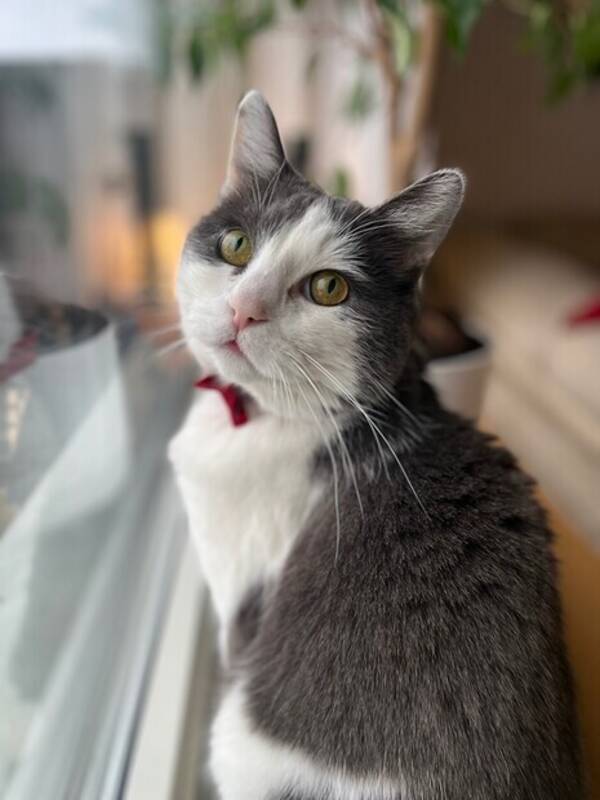 Katt - Katten Stisse