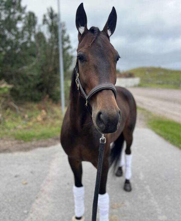 Övrigt - Travhästen Intotheshinykosmos