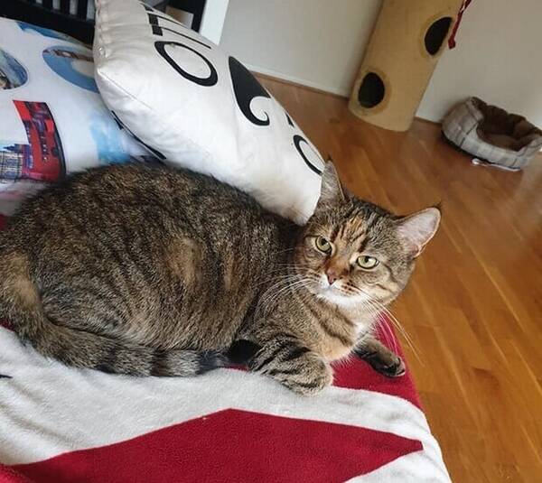 Katt - Huskatten Selma