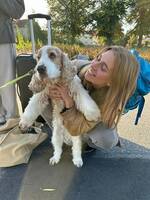 Picco - cocker spaniel