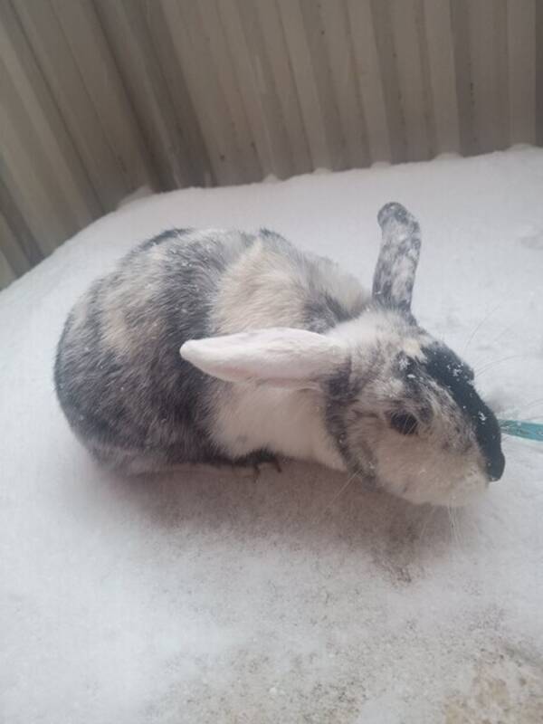 Övrigt - Kaninen Lexi