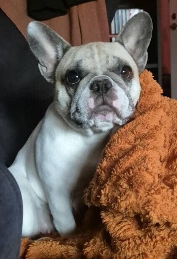 Hund - Fransk bulldogg 