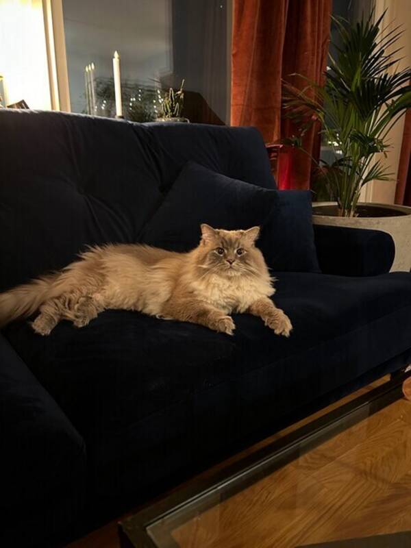 Katt - Raskatt: Sibirisk Neva