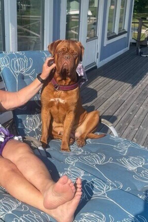 Hund - Buffy min hund som är helt fantastisk