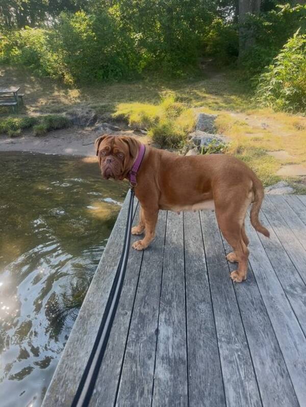 Hund - Buffy min hund som är helt fantastisk