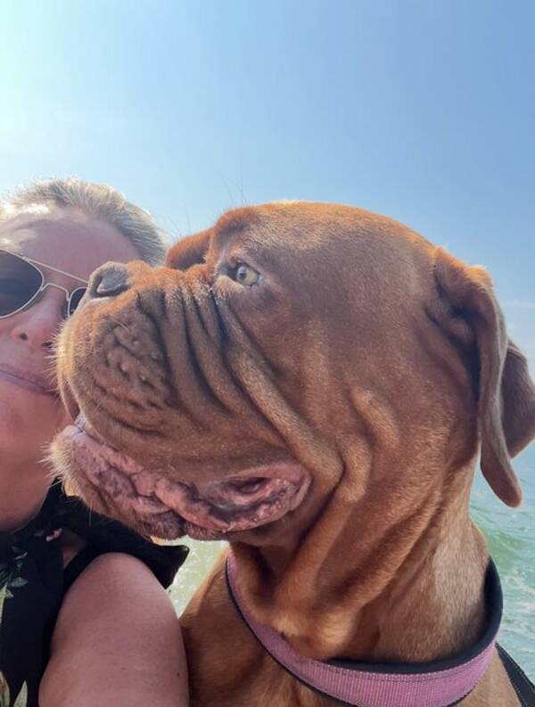 Hund - Buffy min hund som är helt fantastisk