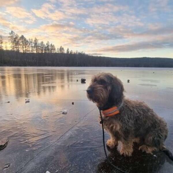 Hund - Basset de fauve bretagne