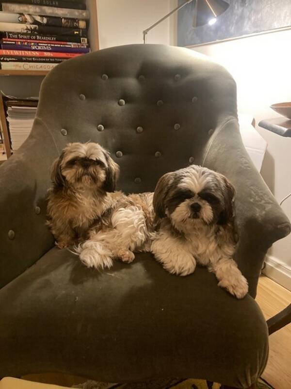 Hund - Lola och Tashi 