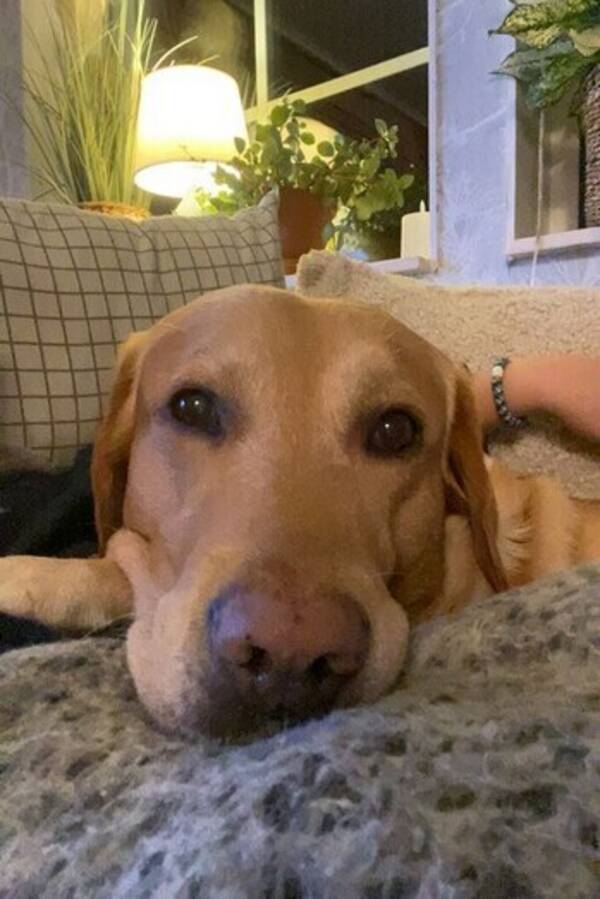 Hund - Hunden Scooby