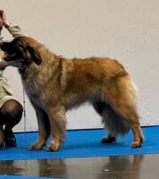 Stor Hund med namnet Maxxi