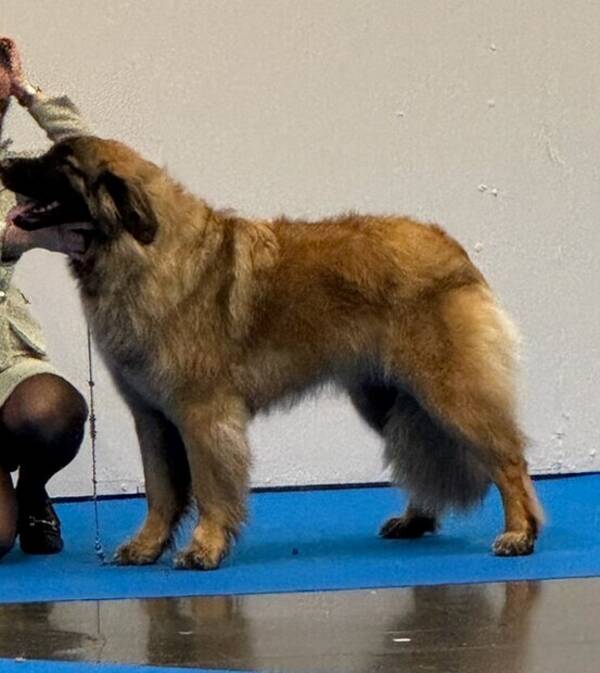 Hund - Stor Hund med namnet Maxxi