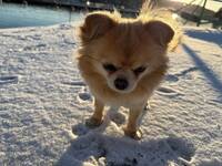 Långhårig chihuahua 