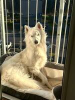 Siberian husky/schäfer fendi