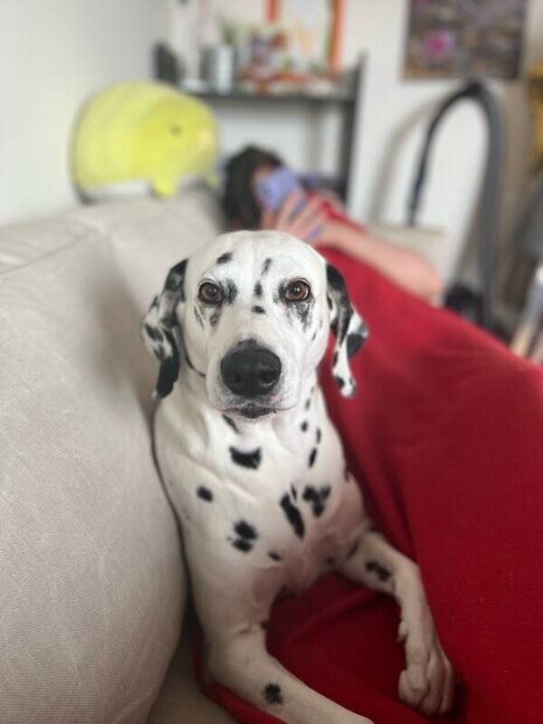 Hund - Dalmatiner Sandra