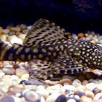 Ancistrus skäggmunsmal