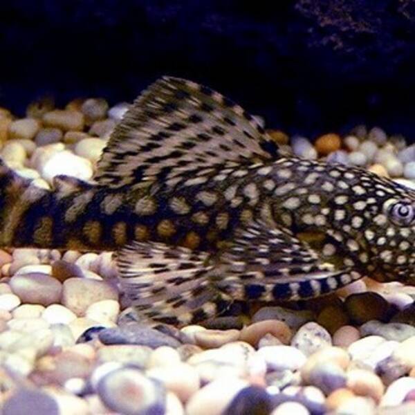 Övrigt - Ancistrus skäggmunsmal