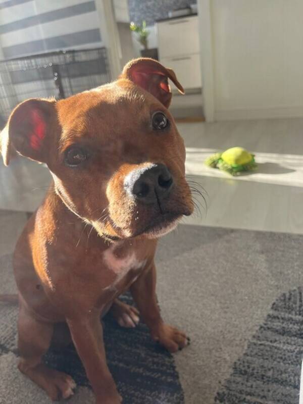 Hund - Engelsk staffishire bullterier