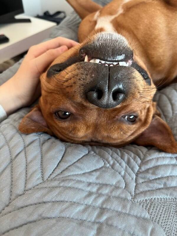 Hund - Engelsk staffishire bullterier