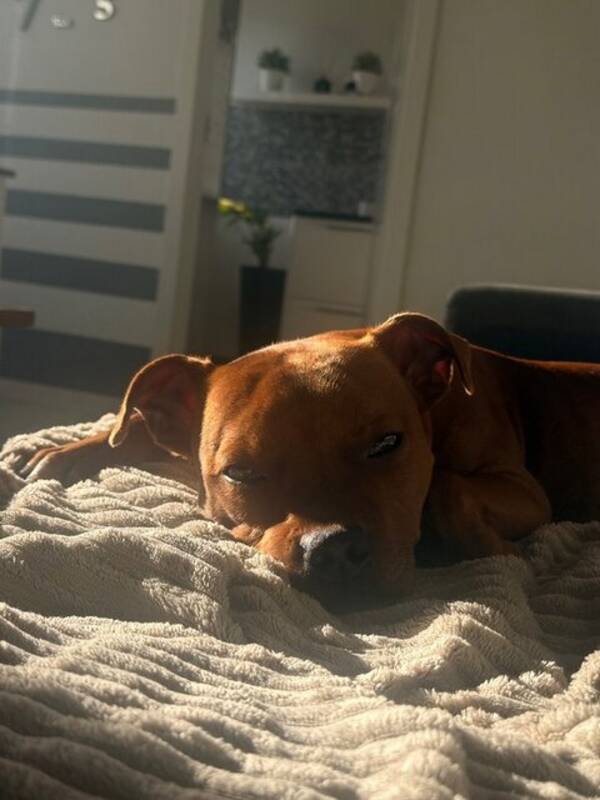 Hund - Engelsk staffishire bullterier