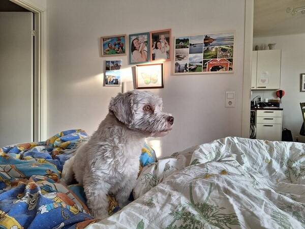 Hund - Bichon havanaïs Messi