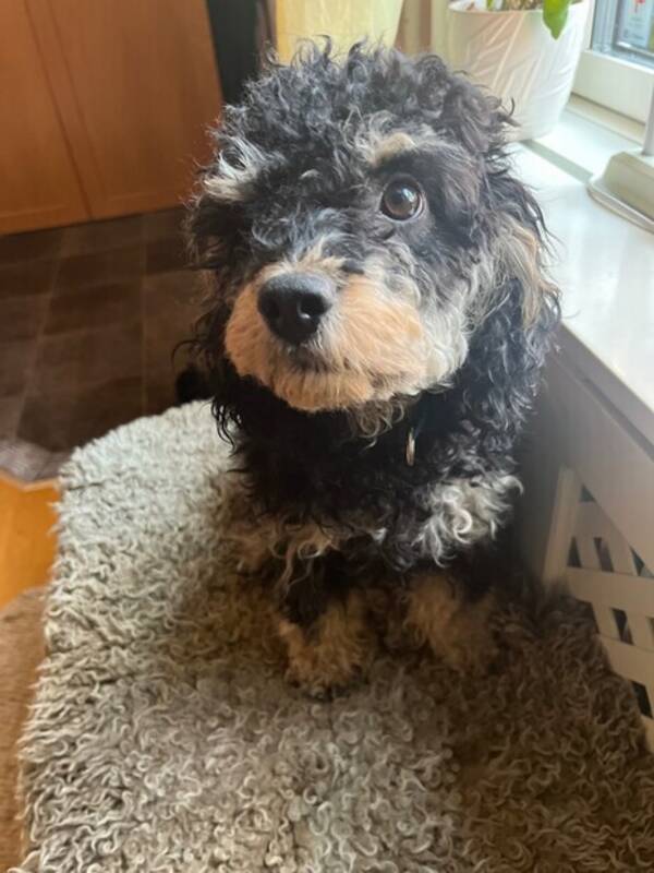 Hund - Cavapoon Freja