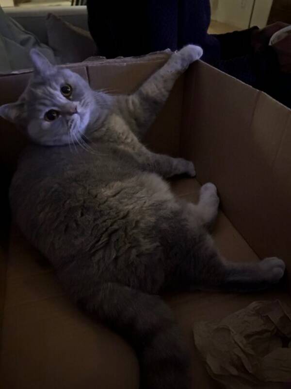 Katt - Katten Julia men även kallad ?Kacka? 