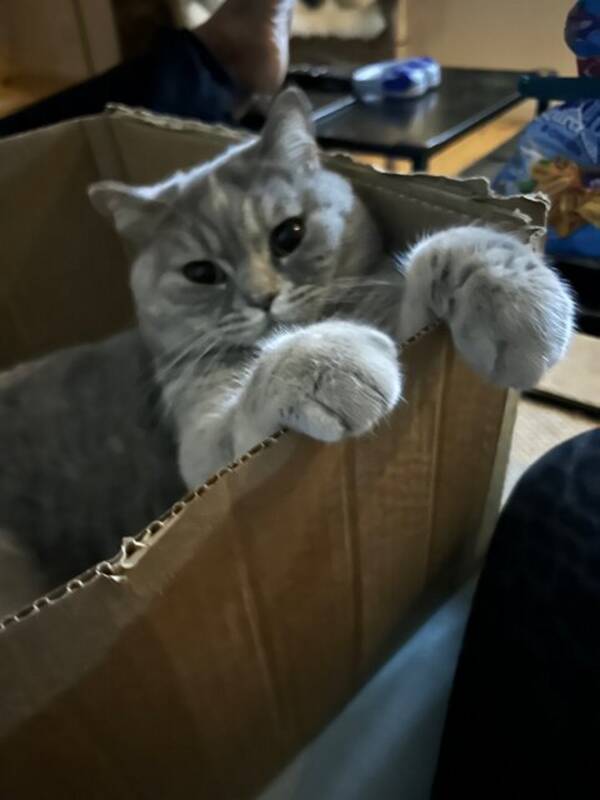 Katt - Katten Julia men även kallad ?Kacka? 