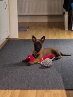 Belgisk Malinois