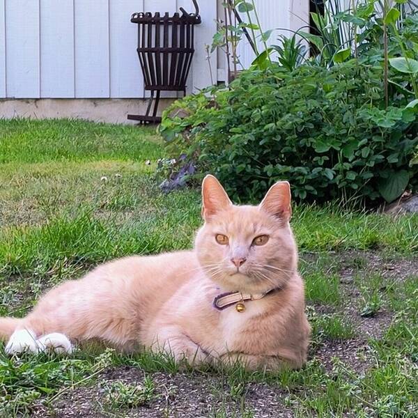 Katt - Bondkatten Ludde