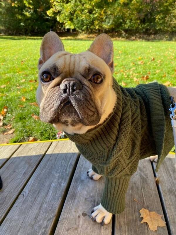 Hund - Frallan Chico 