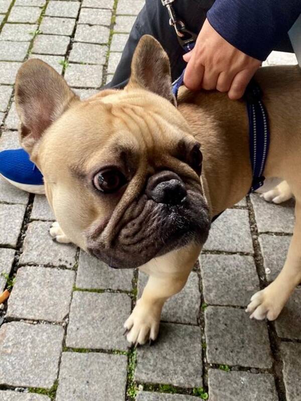 Hund - Frallan Chico 