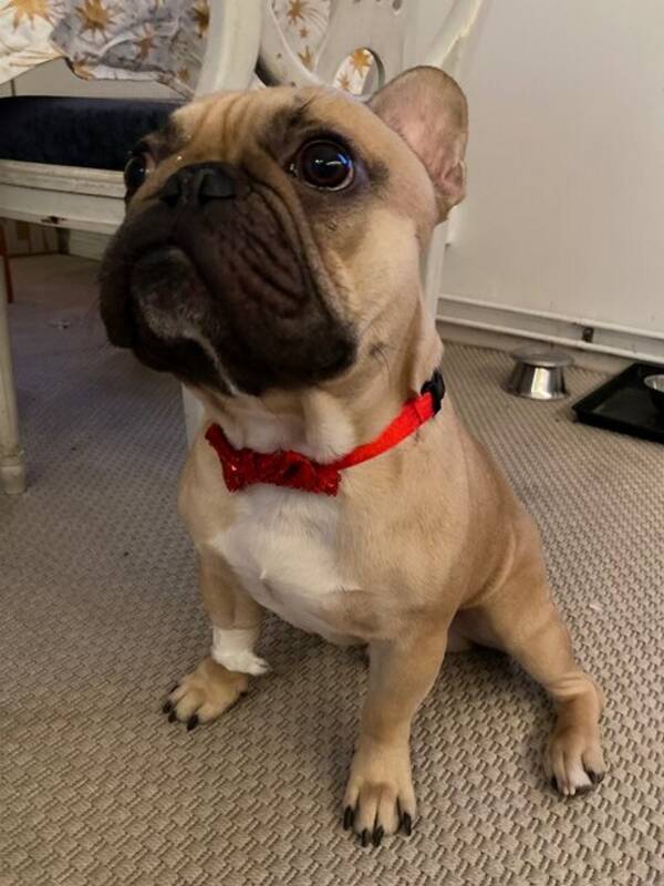 Hund - Frallan Chico 