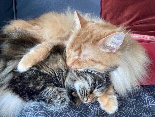 Katt - Jag har 2 katter som heter Simba och Bli