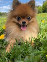 Lilli - vår Pomeranian 