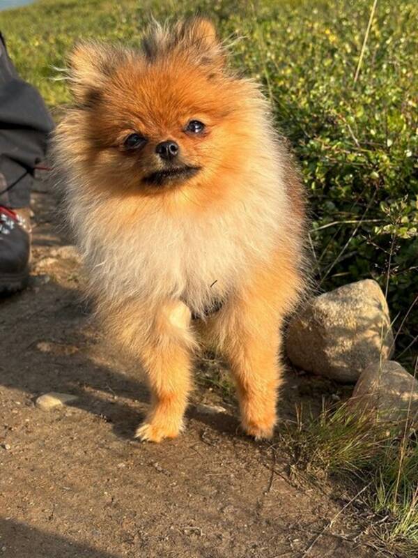 Hund - Lilli - vår Pomeranian 