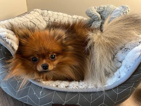 Hund - Lilli - vår Pomeranian 