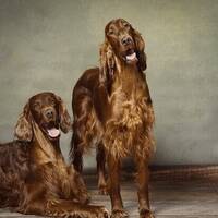 Mandel och Saffran som är av rasen Irlän