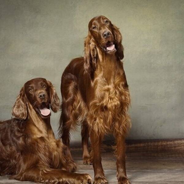 Hund - Mandel och Saffran som är av rasen Irlän