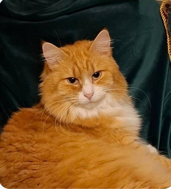 Katt - Norskskogskatt Crowley 