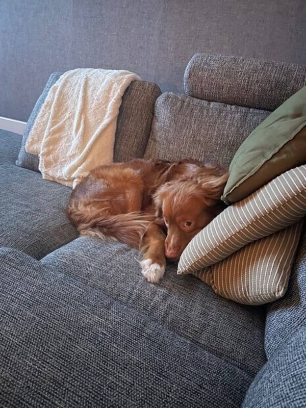 Hund - Tollaren Neville 