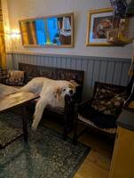 Pyrenehund renrasig Pyrenehund renrasig