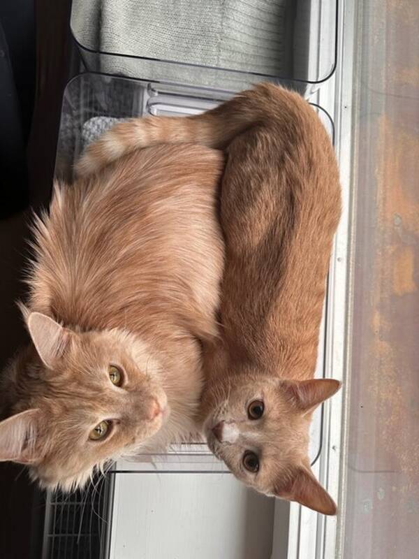 Katt - Ljus orange katt Ariel