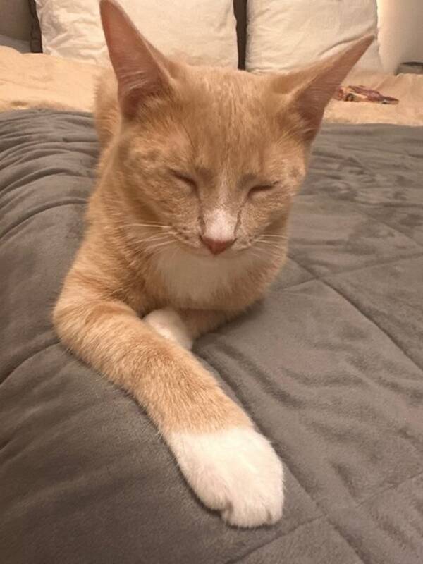 Katt - Ljus orange katt Ariel