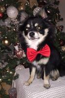 Chihuahua/ pomeranien Chihuahua/ pomeranien